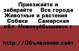 Приезжайте и забирайте. - Все города Животные и растения » Собаки   . Самарская обл.,Новокуйбышевск г.